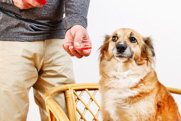 Man feeding his lovely dog with an apple.