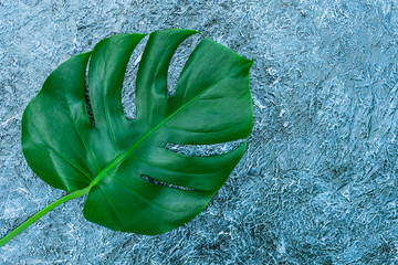  Tropical leaves of Monstera on a gray background. Creative layout of real tropical leaves on a green background. Summer concept. Flat image with copy space.