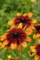 ルドベキア満開