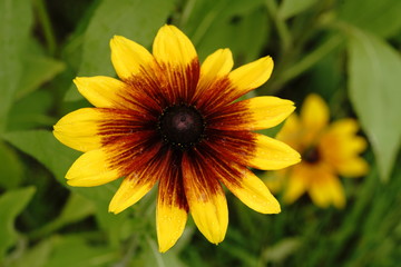 ルドベキア満開