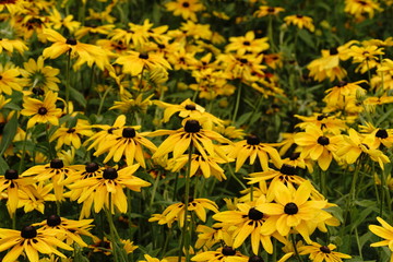 ルドベキア満開