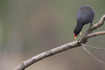 An adult The common moorhen (Gallinula chloropus) perched on a tree branch above the water in the city of Berlin Germany.