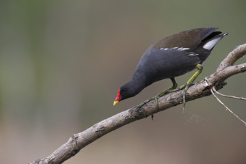 An adult The common moorhen (Gallinula chloropus) perched on a tree branch above the water in the city of Berlin Germany.
