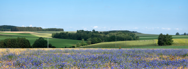 belgian landscape with corn flowers under liege in the belgian ardennes near la roche