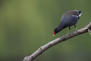 An adult The common moorhen (Gallinula chloropus) perched on a tree branch above the water in the city of Berlin Germany.