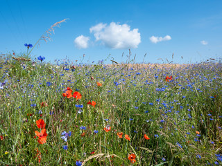 wheat field with corn flowers and poppies under blue summer sky