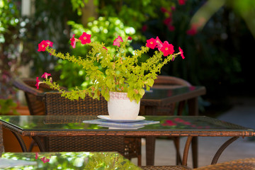 Fototapeta na wymiar Bouquet of petunias on a glass table in the summer garden