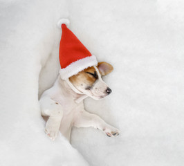 Cute puppy jack russell in Santa hat
