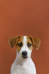 Cute Jack Russell Terrier puppy portrait.