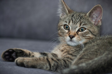 Fototapeta na wymiar Kitten - portrait