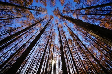 メタセコイアの森