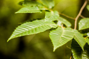 Bright green leaves on brown background