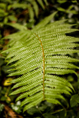 green fern in a forest