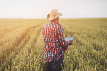 Naklejka na ściany i meble Farmers with tablet in a wheat field. Smart farming