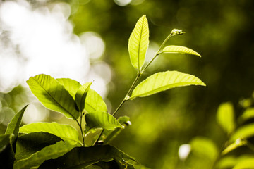 green tree leaves backlit in a forest