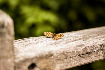 orange butterfly perched on wood