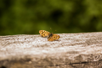 orange butterfly perched on wood