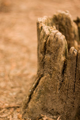 dead tree trunk in a forest