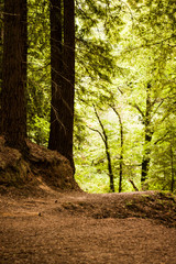 redwood forest with green background and brown soil
