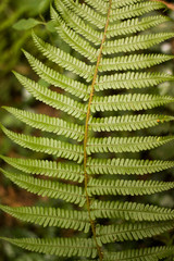 green fern in a forest