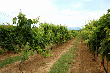 Fototapeta na wymiar Vines in a vineyard near a winery in the evening sun, White wine grapes before harvest