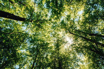 Obraz premium Deciduous trees with green leaves from below. Spring in the Slovenia, Europe.