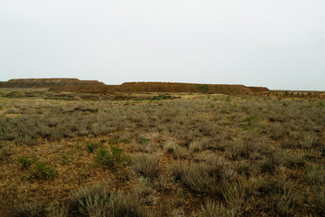 Steppe landscape. Lonely green plants on dry, hot sand