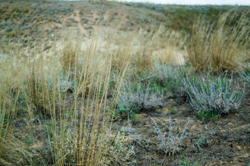 Meadow grass. Field grass. Hay time. Spacious pastures. Green vegetation. Summer fields. Green spikelets