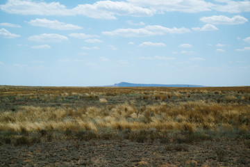 Obraz premium Steppe landscape. Lonely green plants on dry, hot sand