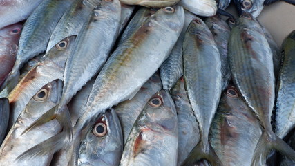 fresh fish in the market