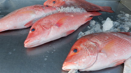 fish on ice