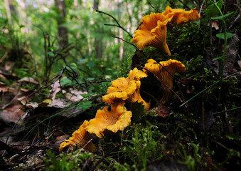 Chanterelles in the summer forest