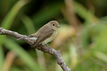 sparrow on a branch
