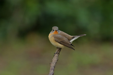 bird on a branch