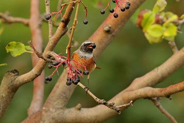 red bird on a branch