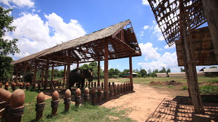 elephant'home in thailand