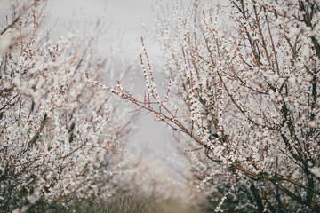 Blooming apricot orchard in spring