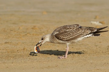 bird on the beach