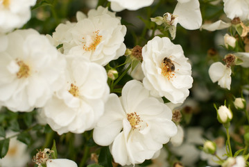 Biene auf weißer Heckenrose sitzend und Nektar trinkend