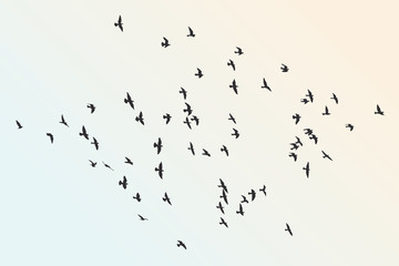 silhouette of a flock of flying birds