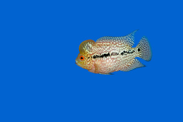 Beautiful fish flowerhorn cichlid isolated red pearl big hump head pet animal hobbyist on blue...