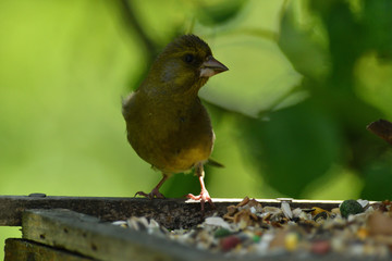 Green Goldfinch sits on the feeder and eats seeds and sunflower