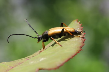 Red-brown longhorn beetle on a leaf