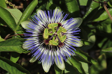Passion fruit blossom