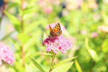 butterfly on a flower