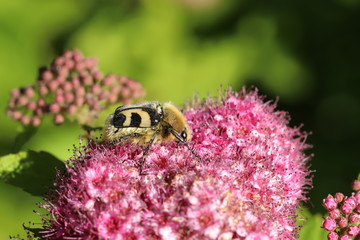 Bee beetle on flower