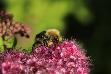 Bee beetle on flower
