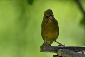 green goldfinch on a branch with sunflower in its beak close up