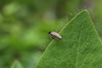 Wild cockroach