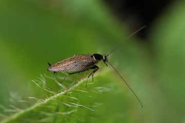 Wild cockroach
